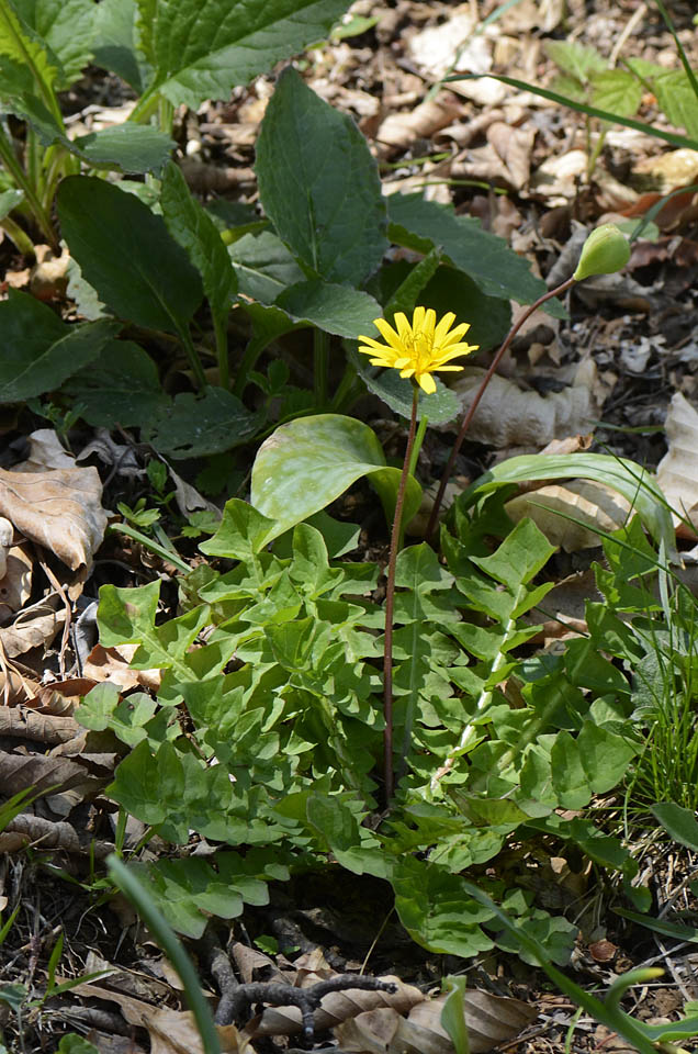 Aposeris foetida / Lattuga fetida